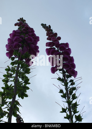 La digitale pourpre (Digitalis purpurea) fleurs en forme de cloche tubulaire étroite/rose violet, à l'intérieur de taches pourpre foncé sur blanc Banque D'Images