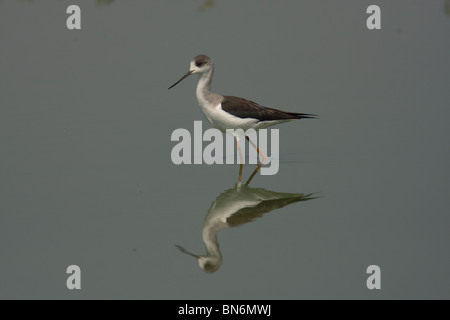 Black-winged Stilt reflet dans l'eau encore Banque D'Images