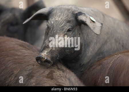 Espagnol un porc ibérique, la source de Jambon Iberico Pata Negra appelé, sur une exploitation agricole en Sierra de Cadiz, Andalousie, espagne. Banque D'Images