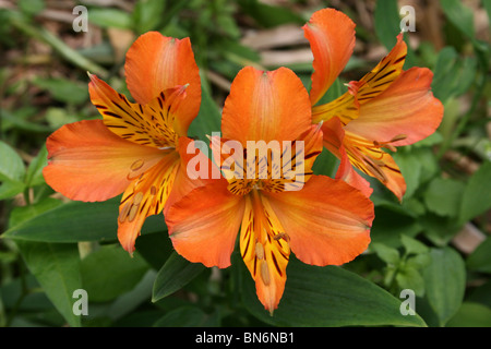 Lily Alstroemeria aurea péruvien prises à Martin simple WWT, Lancashire UK Banque D'Images