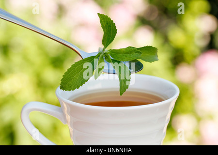Plante sucrée (Stevia rebaudiana) Banque D'Images