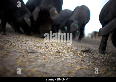 Les porcs ibériques espagnol manger le grain sur une ferme en Prado del Rey, La Sierra de Cadiz, Cadiz Province, Andalusia, Spain. Banque D'Images