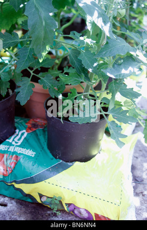 Plant de tomate (Solanum lycopersicum) cultivés dans un gro-sac dans une maison verte. Couper le fond d'un pot et planter les semis de tomates en cela, et puis dans un grobag et il donne les racines plus d'espace pour grandir. La tige de soutien, dans l'exemple illustré est utilisé lié à la toiture Banque D'Images