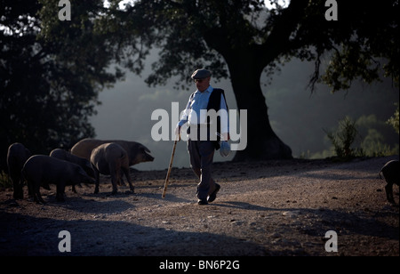 Un homme âgé utilise un bâton de marche qu'il se promène dans une ferme où les porcs ibériques espagnol en Andalousie, espagne. Banque D'Images