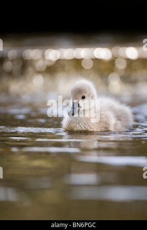 Cygne Noir Cygnus atratus Nouvelle-zélande poussin Banque D'Images