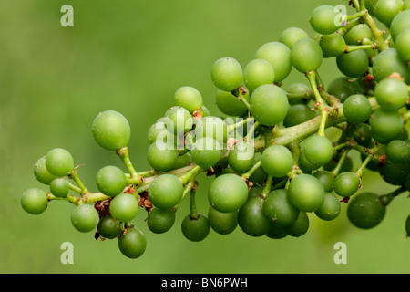 raisins verts Banque D'Images