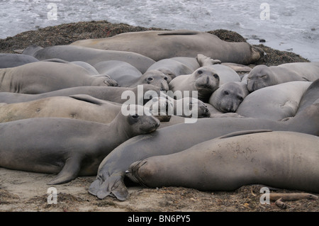 Stock photo d'un groupe de femmes de l'éléphant se reposant sur la plage à Ano Nuevo, Californie. Banque D'Images