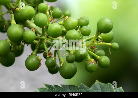 raisins verts Banque D'Images