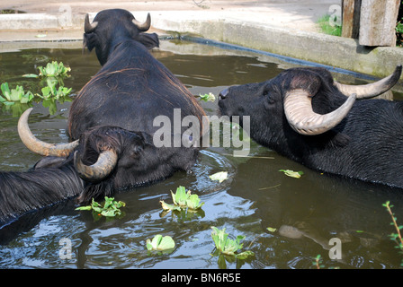 Buffles dans l'étang au zoo de Vienne Banque D'Images
