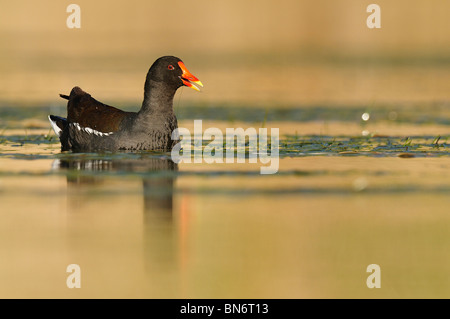 La Gallinule poule-d'eau (Gallinula chloropus) entre les algues de la rivière. Banque D'Images