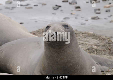 Stock photo libre de droit d'une femelle éléphant de mer du Nord. Banque D'Images