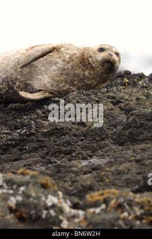 Stock photo de Californie un phoque commun reposant sur un rocher le long de la côte. Banque D'Images