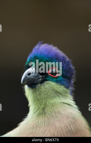 Close up portrait of a Purple Touraco à huppe aussi connu sous le nom de Purple Crested Lourie, Umgeni bird Park, Kwazulu-Natal, Afrique du Sud Banque D'Images