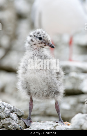 Bec cerclé rouge Chroicocephalus scopulinus Nouvelle-zélande Banque D'Images