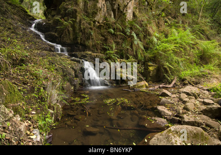 Petite cascade dans la forêt de fougères, Monk's Cowl Section, Parc national du Drakensberg, Afrique du Sud Banque D'Images