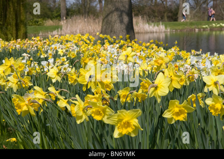 Les jonquilles dans des jardins de Burghley House Stamford Lincolnshire en Angleterre de l'Est Grande Bretagne Banque D'Images