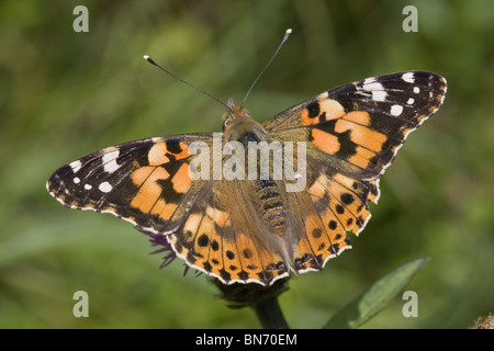 Papillon belle Dame Banque D'Images