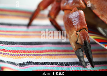 Apéritif fruits de mer crabe cuit à la viande savoureuse Banque D'Images