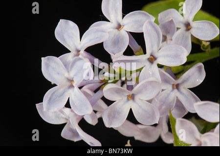 Le lilas (Syringa vulgaris) bouquets de lilas sur un fond noir Banque D'Images