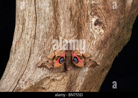 Eyed hawk-moth Smerinthus ocellat reposant sur l'arbre montrant yeux Banque D'Images