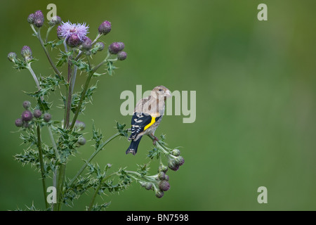 Carduelis carduelis Chardonneret mineur se nourrissant de Chardon Banque D'Images