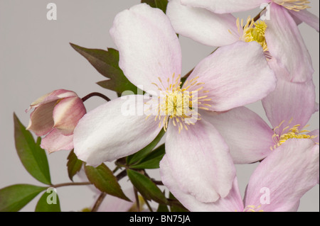 Clematis montana 'Elizabeth' fleurs sur un fond blanc. Banque D'Images