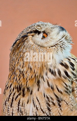 Aigle de Sibérie jusqu'à la Chouette Banque D'Images