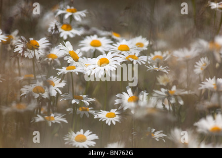 Le rox-eye Daisies Leucanthemum vulgare sur le promontoire d'été Norfolk Banque D'Images