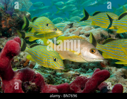 Petite école d'Bluestriped grunt (Johnrandallia sciurus), avec un seul maître, apodus) Banque D'Images