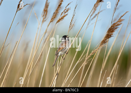 Emberiza schoeniclus Reed mâles chantent sur reed à claj Norfolk réserve naturelle Banque D'Images