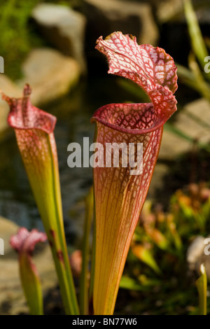 Gros plan d'une sarracenia plante Banque D'Images