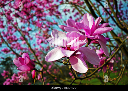 Magnolia arbre avril en Angleterre Banque D'Images