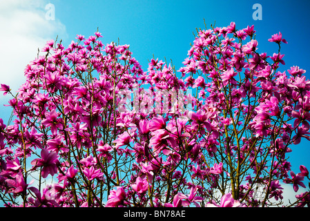 Magnolia arbre avril en Angleterre Banque D'Images