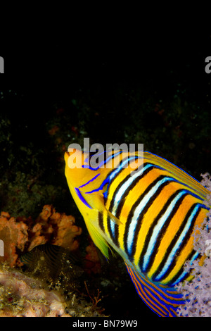 Vue rapprochée de couleurs vives (Pygoplites diacanthus angelfish Royal), de l'océan Indien Banque D'Images