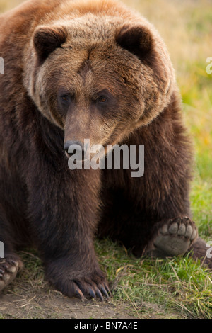 Captif : un grand ours brun est assis confortablement sur le sol à l'Alaska Wildlife Conservation Center, Alaska Banque D'Images