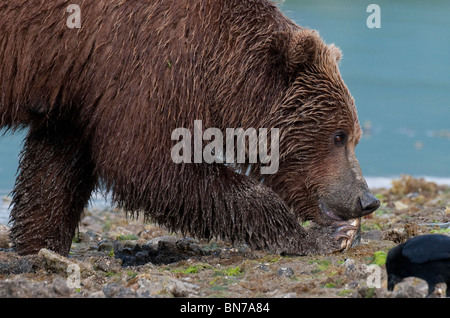 Ours brun prys ouvrir un Clam Harbour, géographique dans le parc national de Katmai, Alaska Banque D'Images