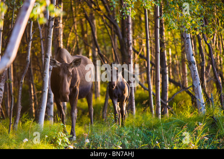 Vache et son veau orignal dans la forêt de bouleaux le long du sentier côtier, Tony Knowles au coucher du soleil en été à Anchorage, Alaska Banque D'Images