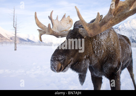 Bull Moose en captivité avec bois dépoli et enduire à l'Alaska Wildlife Conservation Center, Alaska Banque D'Images