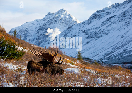 Un grand bull moose repose dans l'automne au pinceau couvert de neige Col Powerline près d'Anchorage en Alaska Banque D'Images