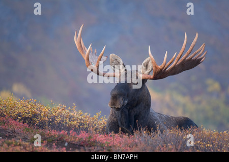 Bull Moose lits vers le bas au cours de l'automne, Col Powerline, Chugach State Park, montagnes Chugach, Alaska Banque D'Images