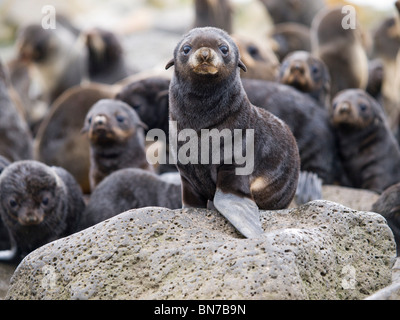 Portrait d'un bébé phoque à fourrure du Nord, l'île Saint-Paul, l'Alaska, l'été Banque D'Images