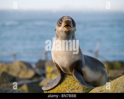 Portrait d'un jeune Otarie à fourrure du Nord, l'île Saint-Paul, l'Alaska, l'été Banque D'Images