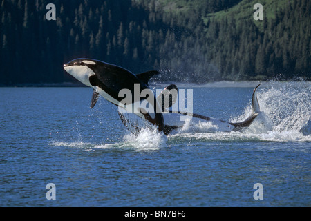 La rupture double Orcas Bainbridge Passage Prince William Sound, Alaska sud d'été Banque D'Images