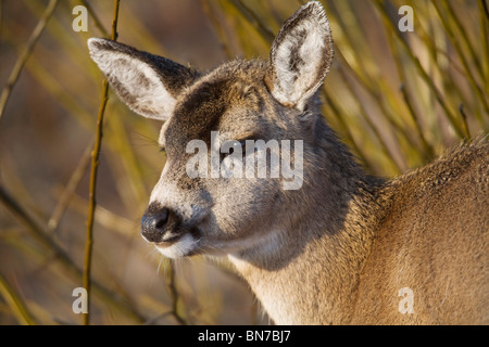 Près d'un cerf à queue noire de Sitka fawn en hiver sur l'île Kodiak, sud-ouest de l'Alaska Banque D'Images