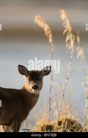 Cerf à queue noire de Sitka fawn en hiver sur l'île Kodiak, sud-ouest de l'Alaska Banque D'Images