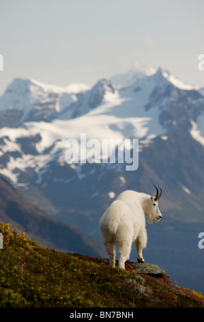 Une chèvre de montagne se dresse sur une crête avec la pittoresque Montagnes Kenai en arrière-plan pendant l'automne, péninsule de Kenai, Alaska Banque D'Images