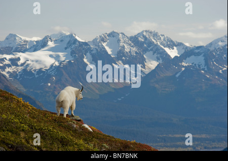 Une chèvre de montagne se dresse sur une crête avec la pittoresque Montagnes Kenai en arrière-plan pendant l'automne, péninsule de Kenai, Alaska Banque D'Images