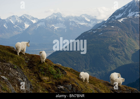 La Chèvre de montagne se tiennent sur une crête avec la pittoresque Montagnes Kenai en arrière-plan pendant l'automne, péninsule de Kenai, Alaska Banque D'Images