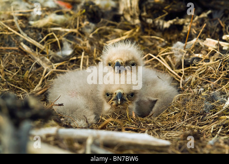 Les poussins de pygargues à tête blanche assise dans une niche sur l'île de Middleton dans le golfe d'Alaska, le Centre Sud, au printemps Banque D'Images