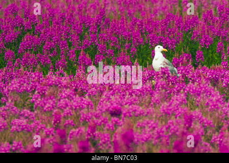 Un adulte Goéland à ailes grises est parmi un champ de l'Épilobe sur Middleton Island, Alaska, au cours de l'été Banque D'Images